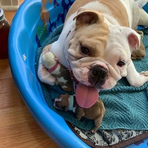 Meet your Posher, George